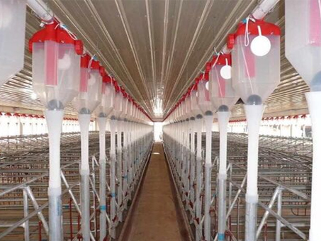 Pig house automatic Food line