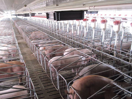 Pig house automatic Food line