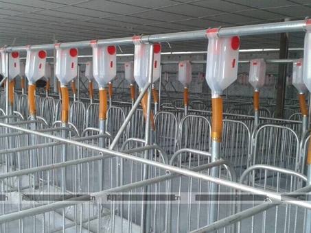 Pig house automatic Food line