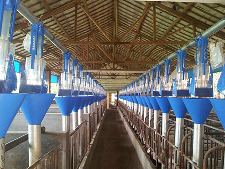 Automatic feeding line installation for piggery