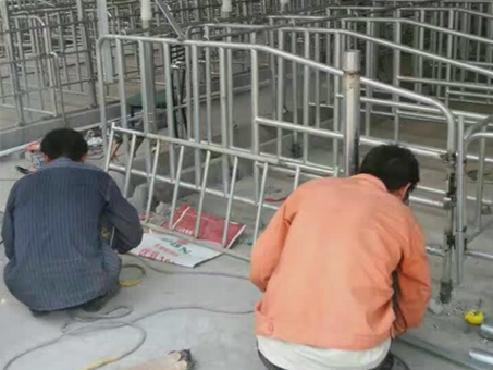 Automatic feeding line installation for piggery