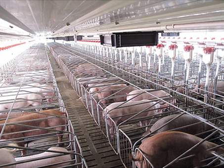 Automatic feeding line installation for piggery