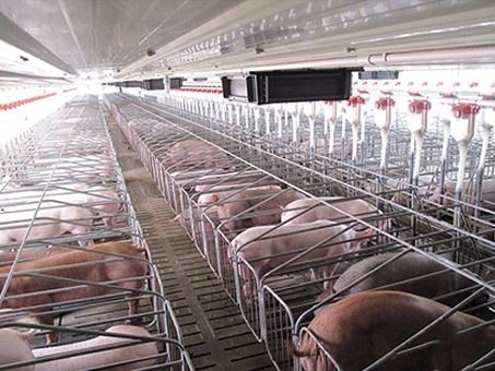 Automatic feeding line for piggery