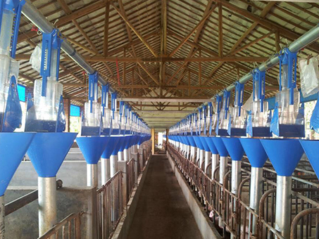 Automatic feeding line for piggery