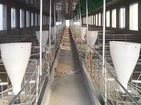 Automatic feeding line for piggery