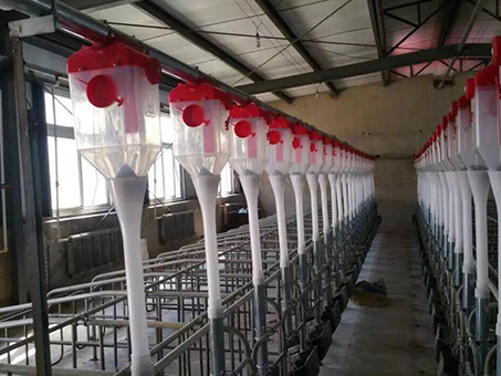 Automatic feeding line for piggery