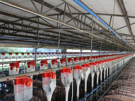 Automatic feeding line for piggery