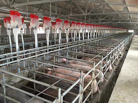 Automatic feeding line for piggery