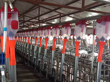 Automatic feeding line for piggery