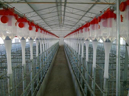 Automatic feeding line for piggery